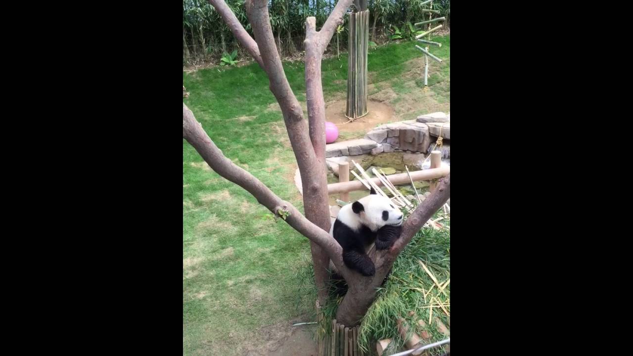 Panda - YouTube