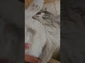 Elmo