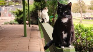 Over 700 cats roam this nocage, nokill 12 acre sanctuary in central California