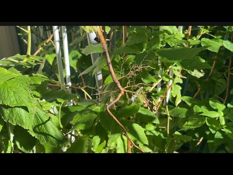 Starting a new generation of snow peas  Growing a baby raspberry plant  Life in Australia