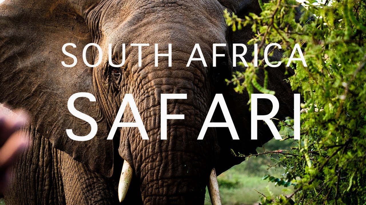 South Africa Safari | Karongwe Game Reserve