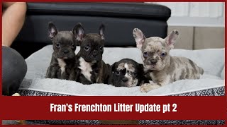 Fran's Frenchton Litter Update pt 2 by Woodland Frenchies 474 views 1 month ago 2 minutes, 26 seconds