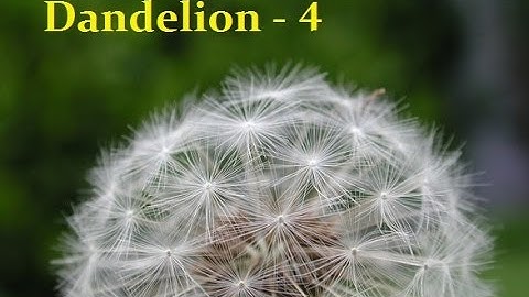 Dandelion Pt. 4 ~Let