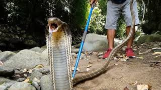 Snake Video YouTube! #snakevideo #snake #kingcobra #funnyanimals #venomous