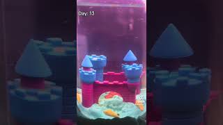 Sea Monkeys Magic Castle 1 Month Timelapse