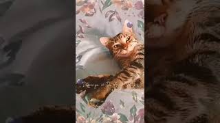 Gatos gifs🐱🐾💕