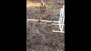 Jazz The Shelter Pit Bull Mix Learning To Jump