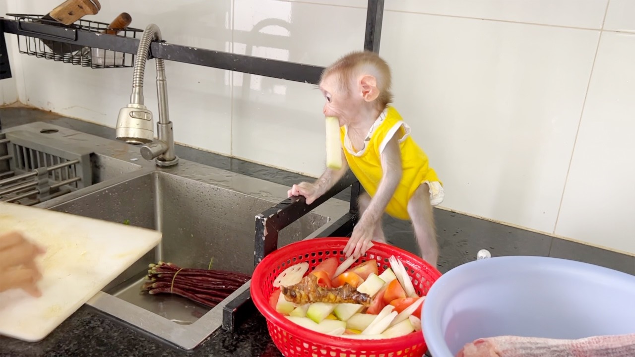 So Cute Baby Monkey Tauch Accompany Mom Cooking