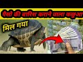 कछुए से पैसो की बारिश कैसे होती है? || देसी कछुआ कया खाता है || देसी कछुआ