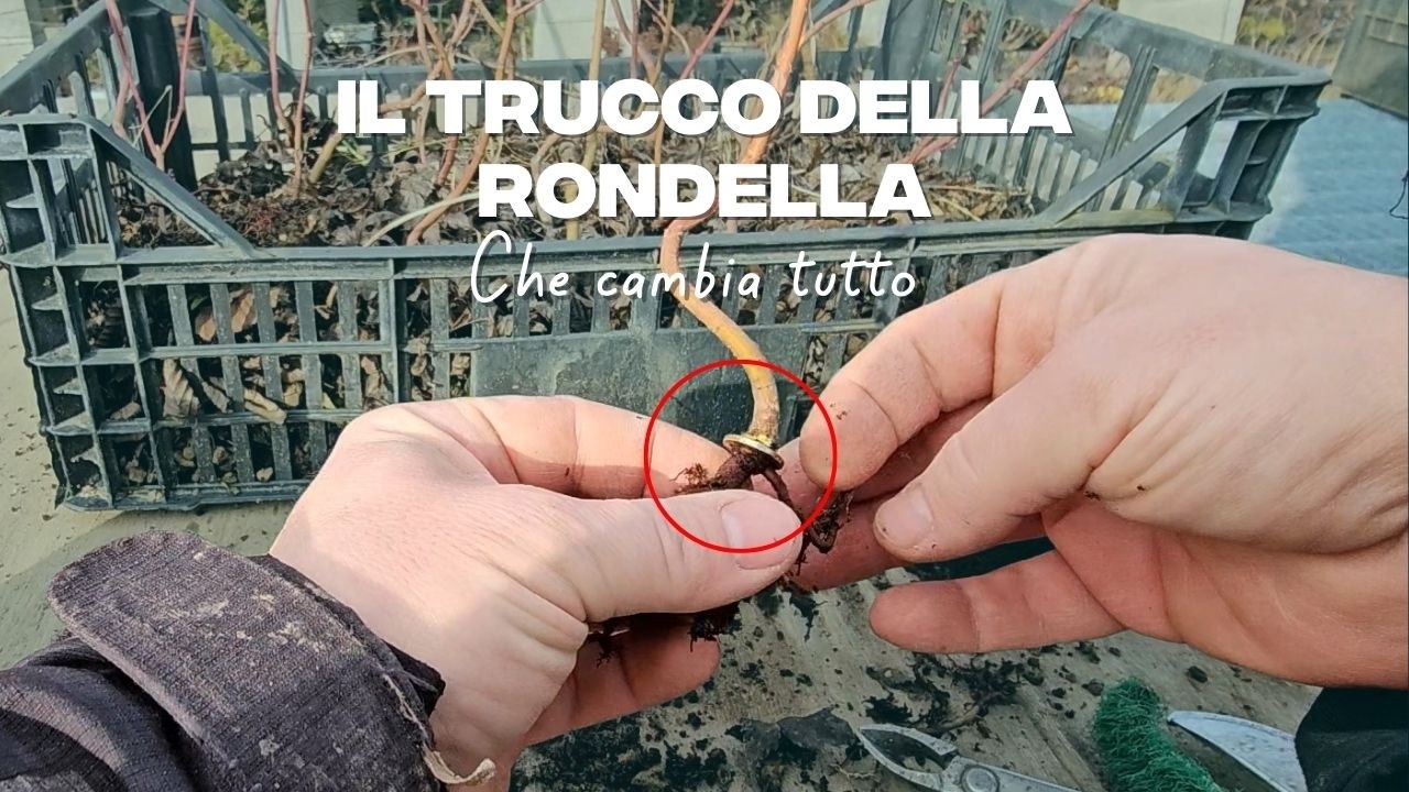 Il trucco della rondella che cambia tutto: nebari radiale su Acer palmatum da semenzale