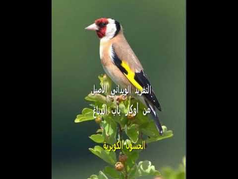 إذا أردت أن يكون عندك حسون ويداني أصلي هذا الشريط هذية لك