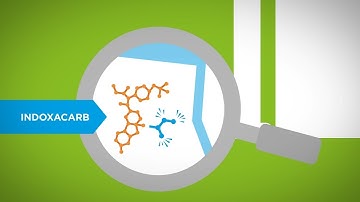 The MetaActive Effect