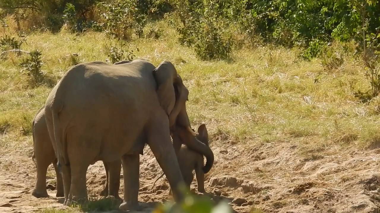 Silly Baby Elephant