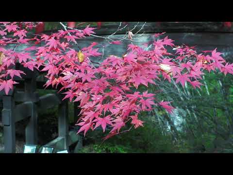 4K動画　群馬県　伊香保温泉　河鹿橋周辺の紅葉　２０２１年１１月２日伊香保