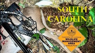 South Carolina Public Land Archery Hunt by SCliving Outdoors 535 views 3 months ago 10 minutes, 48 seconds