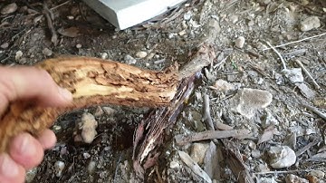 Termite tidbits #7 - tree roots and subfloors.
