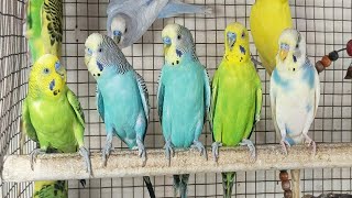 12 hours of budgie sounds to encourage your parrot to eat and sing Budgies Singing