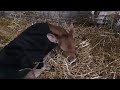 Jersey cow giving birth to a calf
