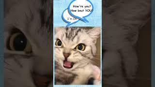 Funny Cats: Cats Being Cats #shorts