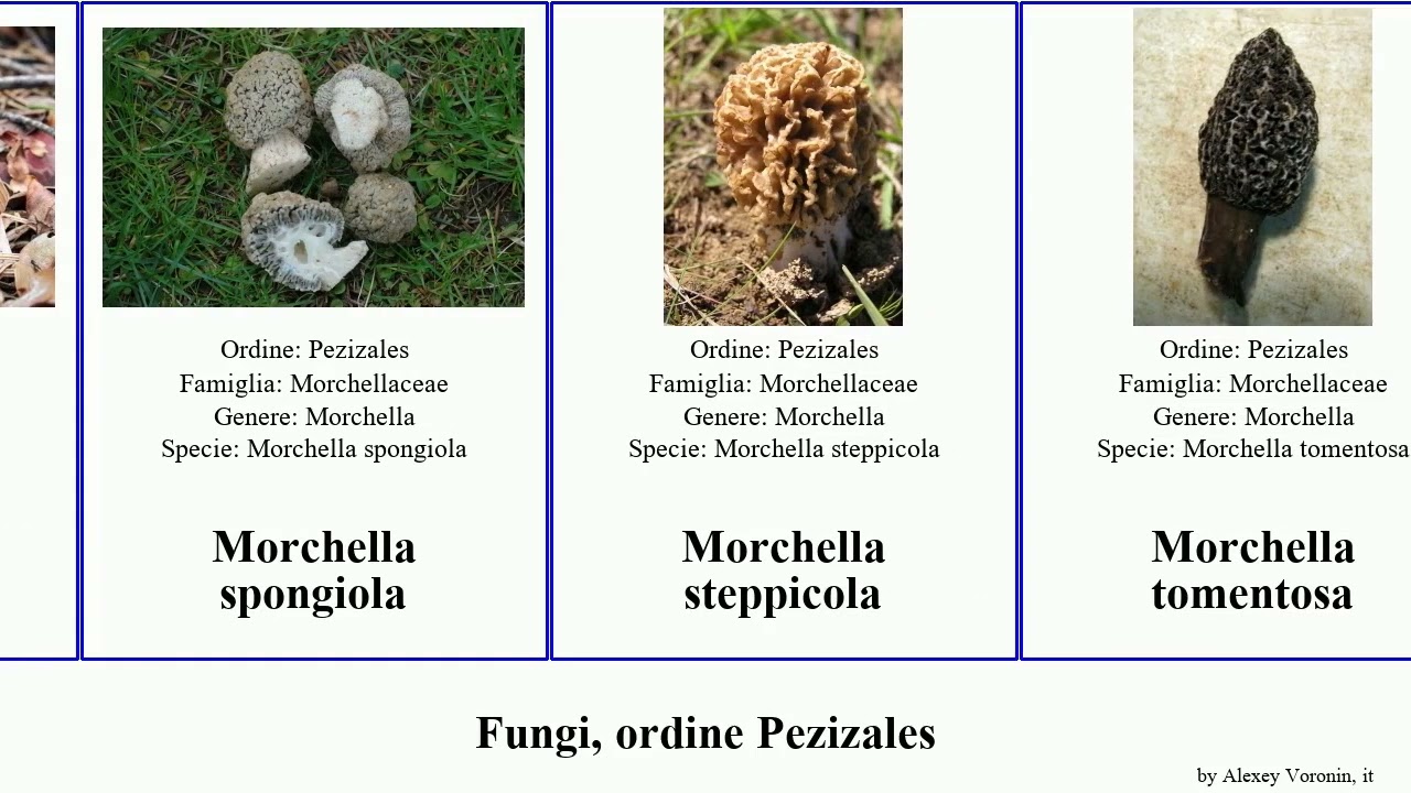 Fungi, ordine Pezizales morchella helvella scutellinia discina nero americana fungus vulgaris atra