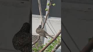 Koel #koel #female #asian #bird #birdsounds #birdwatching #birdwatcher #natural #my  #naturalbeauty