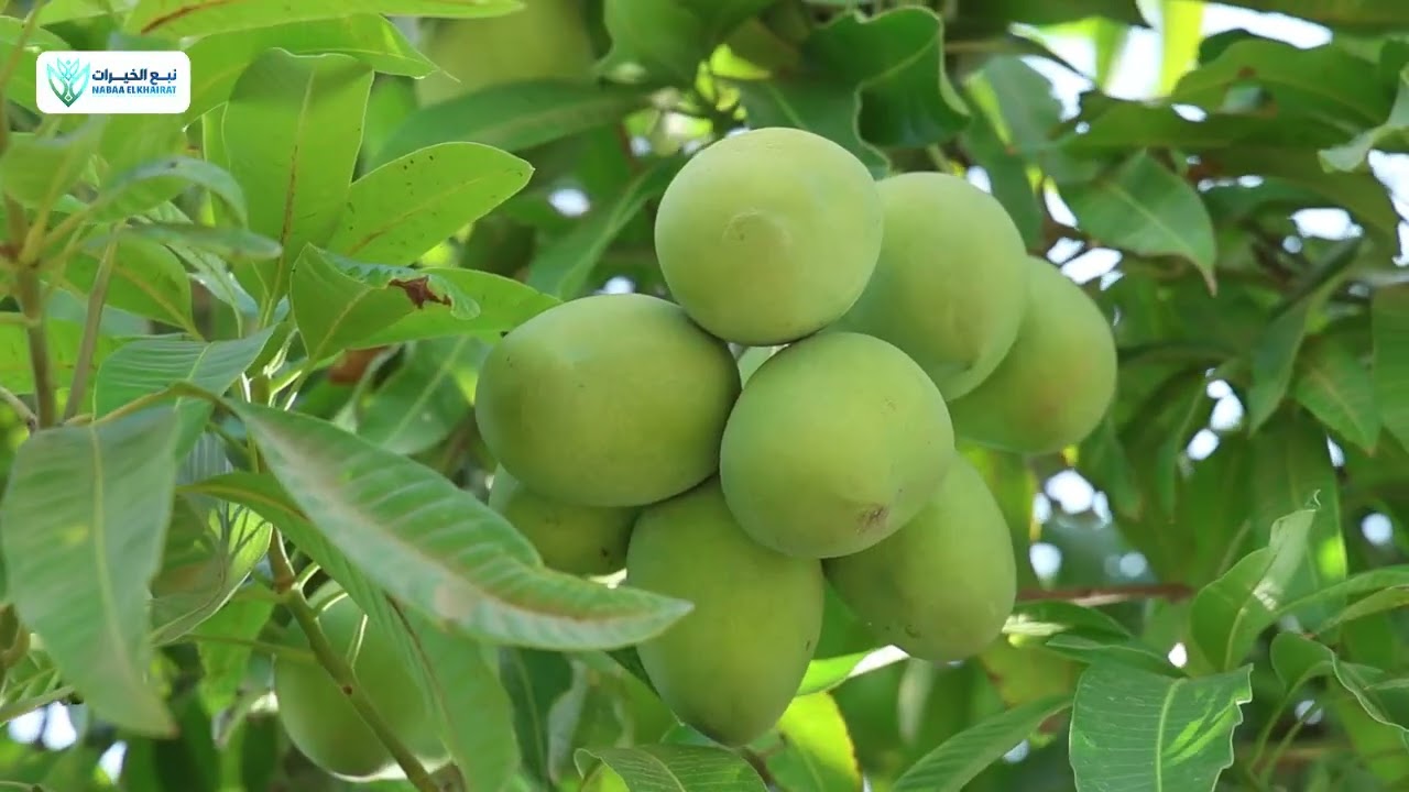 شاهد انبهار وفود العالم بكيفية إنشاء أكبر مزرعة مانجو في مصر من البداية للنهاية في شركة نبع الخيرات 