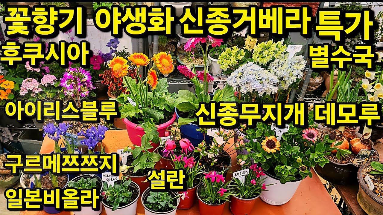 꽃향기 야생화 특가 신종 거베라 겹데모루 블루아이리스 일본비올라 별수국 설란 언박싱 