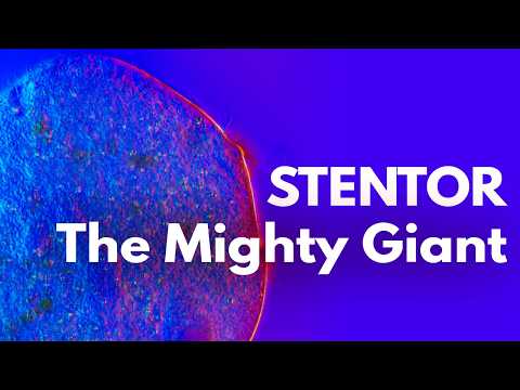 Stentor: The Mighty