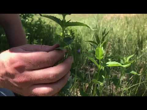 Video: Hur planterar man hästmint?