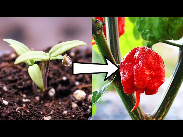 How to Grow Carolina Reapers from Seed to Spicy Harvest! - YouTube
