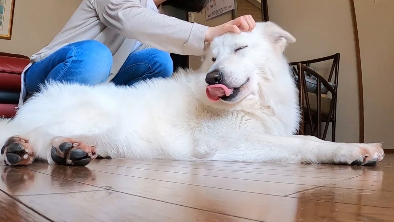 大型犬のいる生活 お姉さんが好きすぎてベロでちゃうだらしない白い犬 White Swiss Shepherd Youtube