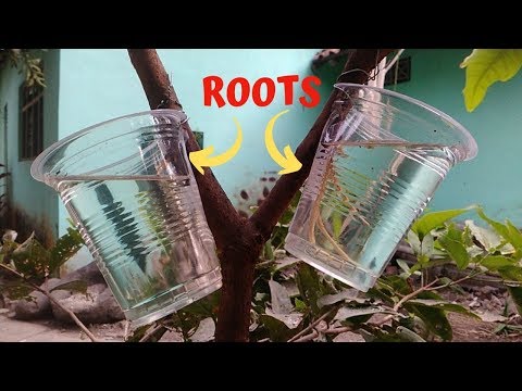 New Method! Air Layering Propagation With Water