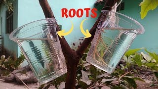 New Method! Air Layering Propagation with Water