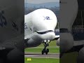 Awesome Beluga Take Off