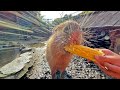 ASMR撮影中にトウモロコシシャワー浴びせられた【カピバラ 】Capybara eat corn