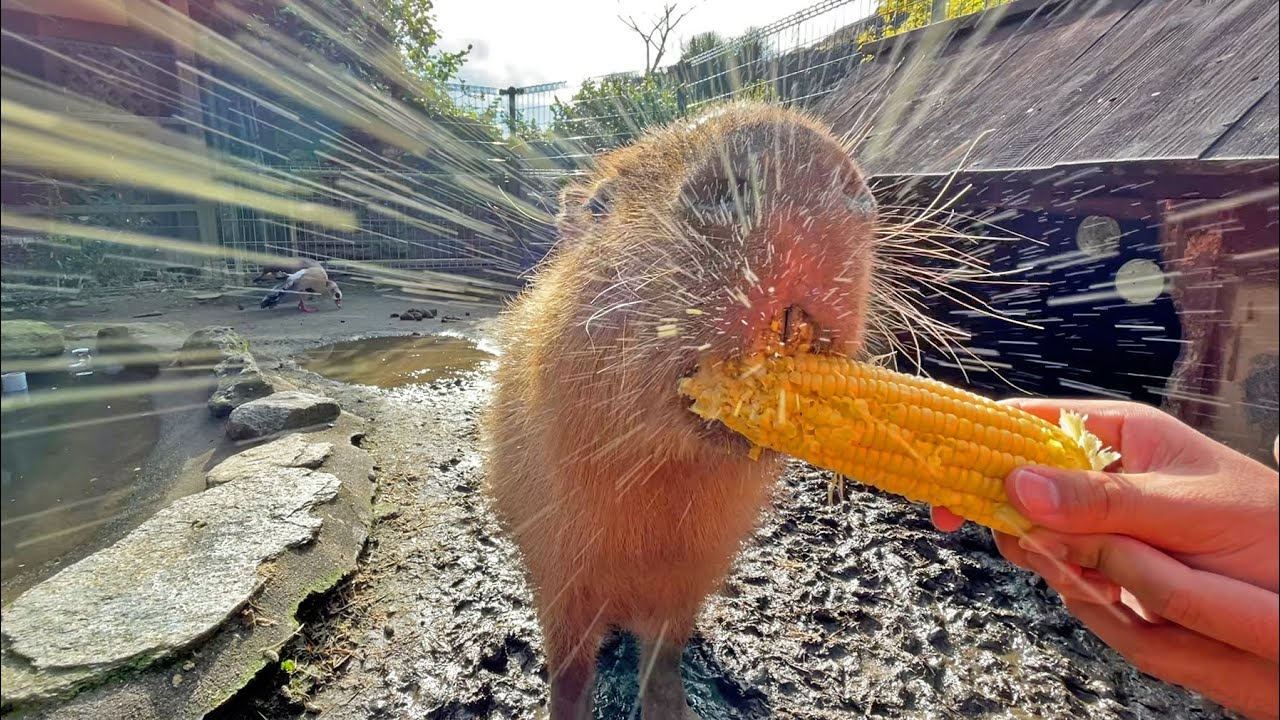 Capybara