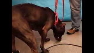 Hauss-Available At The Humane Society Of Missouri