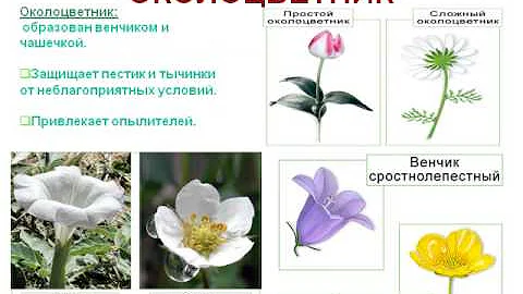 Цветок- орган семенного размножения растений.AVI