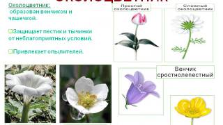 Цветок- орган семенного размножения растений.AVI Цветок- орган семенного размножения растений.AVI