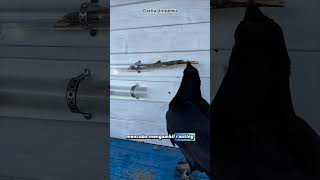 Burung Ini Lebih Pinter dari Manusia! Liat Cara Dia Makan! #burung #vídeoviral #lucu