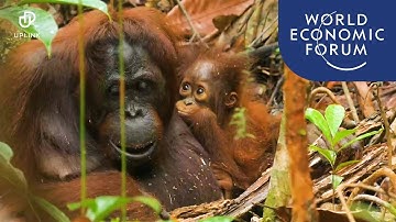 Restoring forests, protecting wildlife and empowering locals in Borneo | UpLink