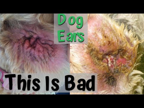 Video: Dog's Ear: Archaeologists Have Found A Terrible Ancient Greek Curse - Alternative View