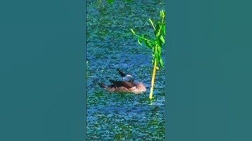 Peaceful Lesser Whistling Duck by the Water 💧#shorts