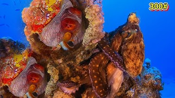 Nghề Lặn Biển Của Tiên — Gặp Ổ Bạch Tuộc, Ổ Cá Mú Bắt Đã Tay