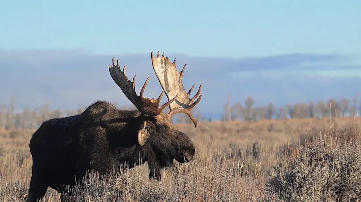 Bull Moose, Hoback, of Grand Teton National Park