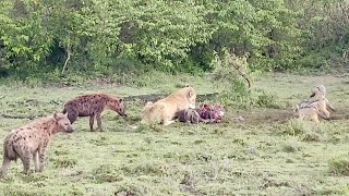 Lioness That Hasn't Eaten For Days Has To Protect Her Kill Against Scavengers