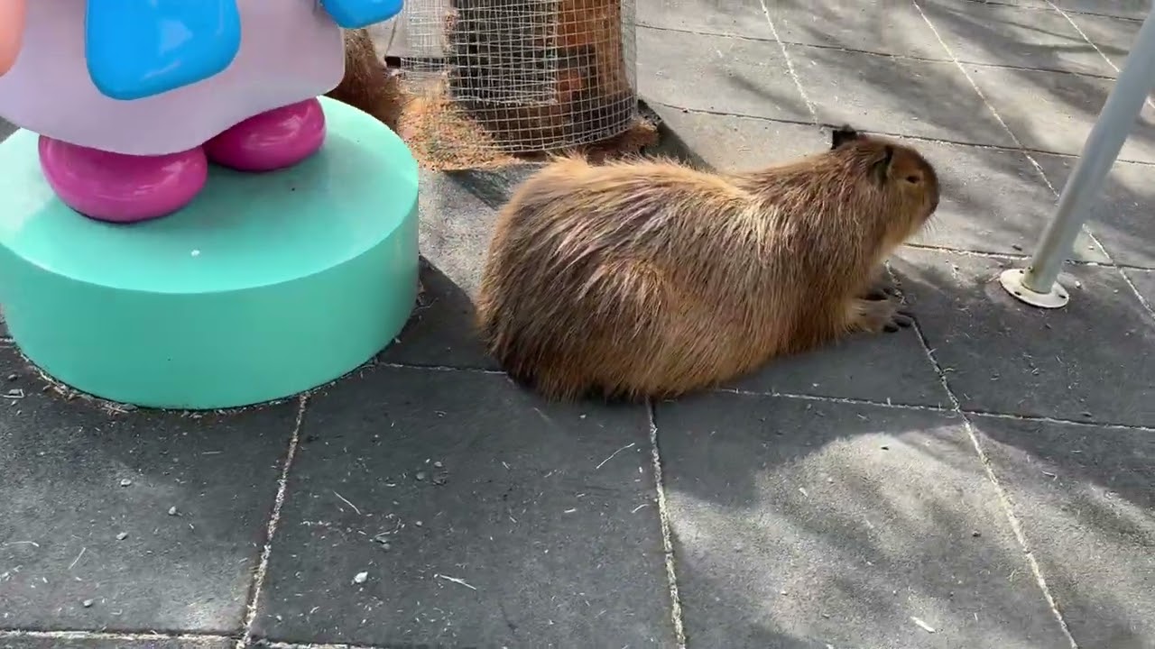2026.1.14 リラックスしてるカピバラたち - YouTube