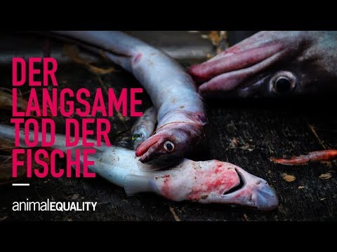 Video: Ein Ungewöhnlicher Fisch Wurde In Saratov - Alternative Ansicht