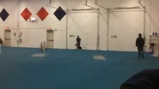 Jedi AKC debut. Novice JWW, 2-6-15, 1st place.