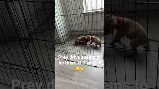 Garners Dudebwk Rose Offsprings Checking In. Elicarver On Top Of Tombstone Bolio Rbj